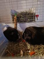 Knaagdieren oppas, Dieren en Toebehoren, April, Mannelijk