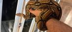 Boa imoerator. Arabesque het Albino Kahl man., Dieren en Toebehoren, Reptielen en Amfibieën, Slang, 3 tot 6 jaar