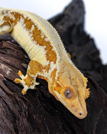 Fokrijpe wimpergekko dame beschikbaar voor biedingen