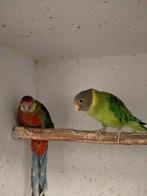 Stanley rosella en pruimekop parkiet, Dieren en Toebehoren, Vogels | Parkieten en Papegaaien, Vrouwelijk, Parkiet, Geringd