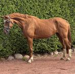 13 jarige kwpn merrie 165cm Project, Dieren en Toebehoren, Paarden, Dressuurpaard, Zadelmak, 160 tot 165 cm, 11 jaar of ouder