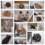 Lieve jonge Goudhamsters / Syrische Hamsters, Dieren en Toebehoren, Knaagdieren, Mannelijk, Hamster, Tam