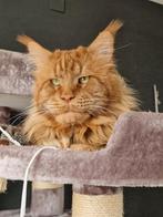 Maine Coon dekkater met stamboom ( niet te koop ), Dieren en Toebehoren