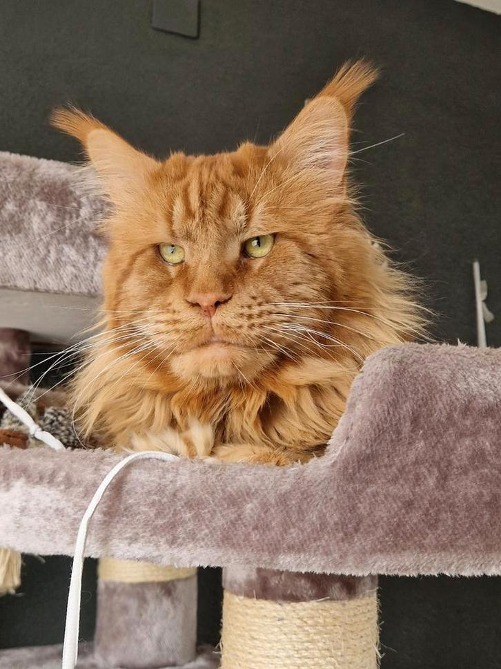 Maine Coon dekkater met stamboom ( niet te koop ), Dieren en Toebehoren, Katten en Kittens | Dekkaters