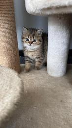 British Shorthair Golden kitten ( 2 maanden oud ), Dieren en Toebehoren, Meerdere dieren, 0 tot 2 jaar