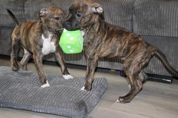2 Amerikaanse Stafford (Am staff) x Pitbull Pups  beschikbaar voor biedingen