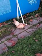 Toompje serama's, Dieren en Toebehoren, Pluimvee, Vrouwelijk, Kip