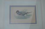 Fraaie handgekleurde litho 'Pintail' (Pijlstaart) 1868, Ophalen of Verzenden