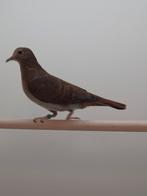 1-1 Blauwe grond duif, Dieren en Toebehoren, Vogels | Overige Vogels, Meerdere dieren, Tropenvogel, Geringd