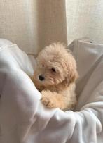 Teddy Maltipoo F1 Mini – lieve pups klaar om te verhuizen, Dieren en Toebehoren, Particulier, Rabiës (hondsdolheid), Overige rassen