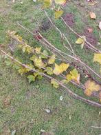 Rode bes aalbes biologisch Ribus Rubrum, Ophalen of Verzenden, Vaste plant, Fruitplanten, Volle zon