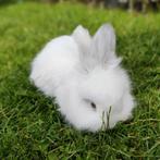 Ras zuivere Engelse Angora konijntjes, Meerdere dieren, Dwerg