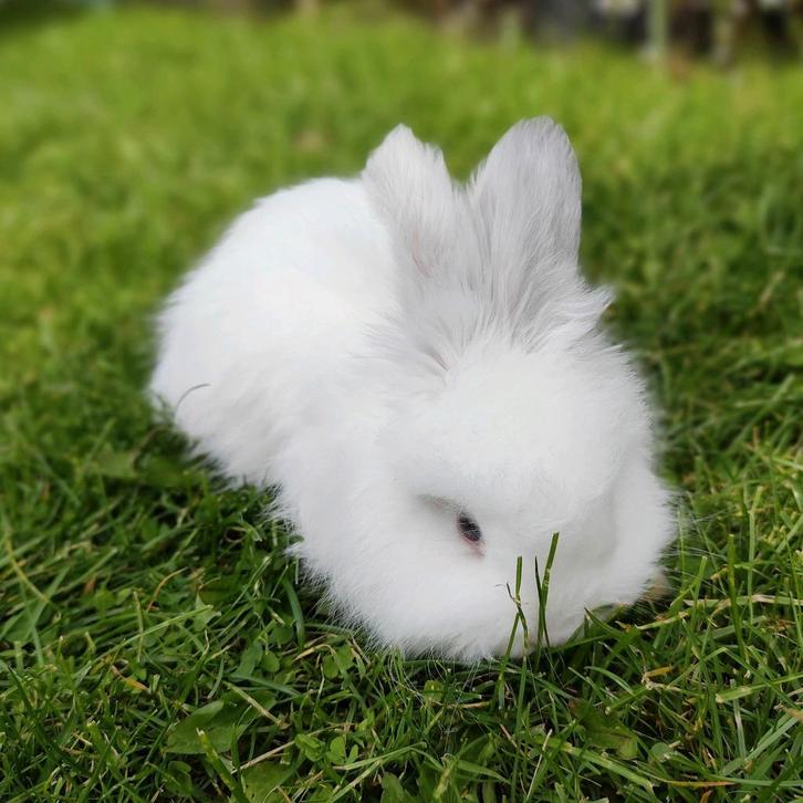 Ras zuivere Engelse Angora konijntjes, Dieren en Toebehoren, Konijnen, Dwerg, Meerdere dieren