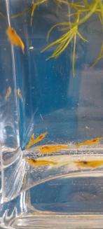 Yellow fire garnalen, Nu in de ACTIE., Dieren en Toebehoren, Vissen | Aquariumvissen, Kreeft, Krab of Garnaal