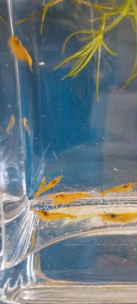 Yellow fire garnalen, Nu in de ACTIE., Dieren en Toebehoren, Vissen | Aquariumvissen, Kreeft, Krab of Garnaal