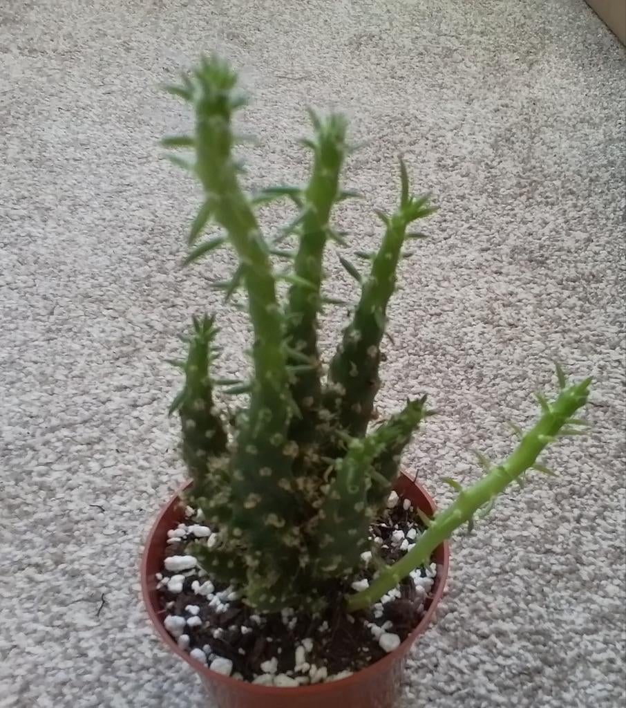 Opuntia cactus plantje, Huis en Inrichting, Kamerplanten, Ophalen of Verzenden, Minder dan 100 cm, Volle zon, In pot