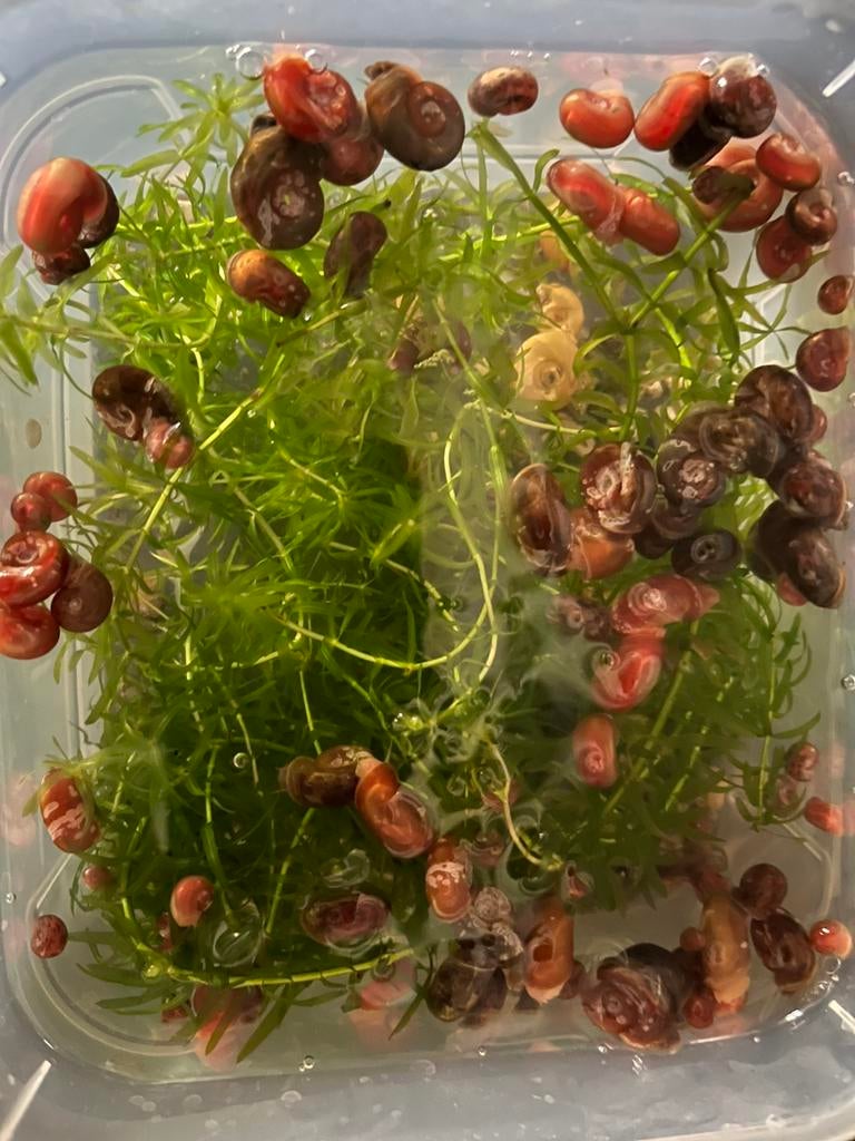 Gratis af halen Zoetwater slakken tropisch.dus warm water, Dieren en Toebehoren, Ophalen