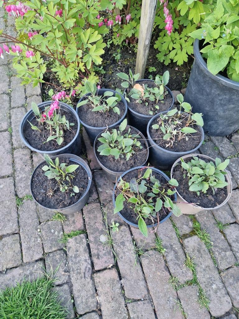 Zonnehoed planten, Ophalen, Overige soorten, Volle zon