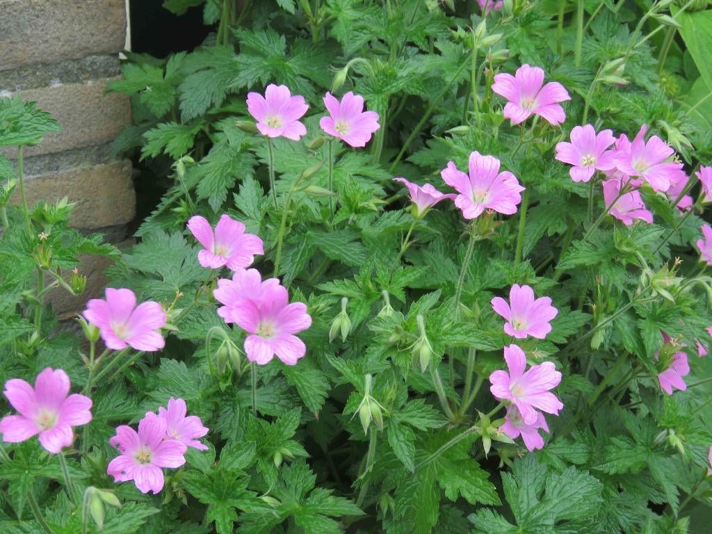 Vaste plant :  Geranium Oxonianum 2 euro, Volle zon, Vaste plant, Zomer, Ophalen
