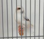 Mooie Gloster kanarie Man 2025,€30,, Mannelijk, Postuurkanarie