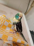 tamme kakariki baby te koop, Dieren en Toebehoren, Vogels | Parkieten en Papegaaien, Meerdere dieren, Parkiet, Tam