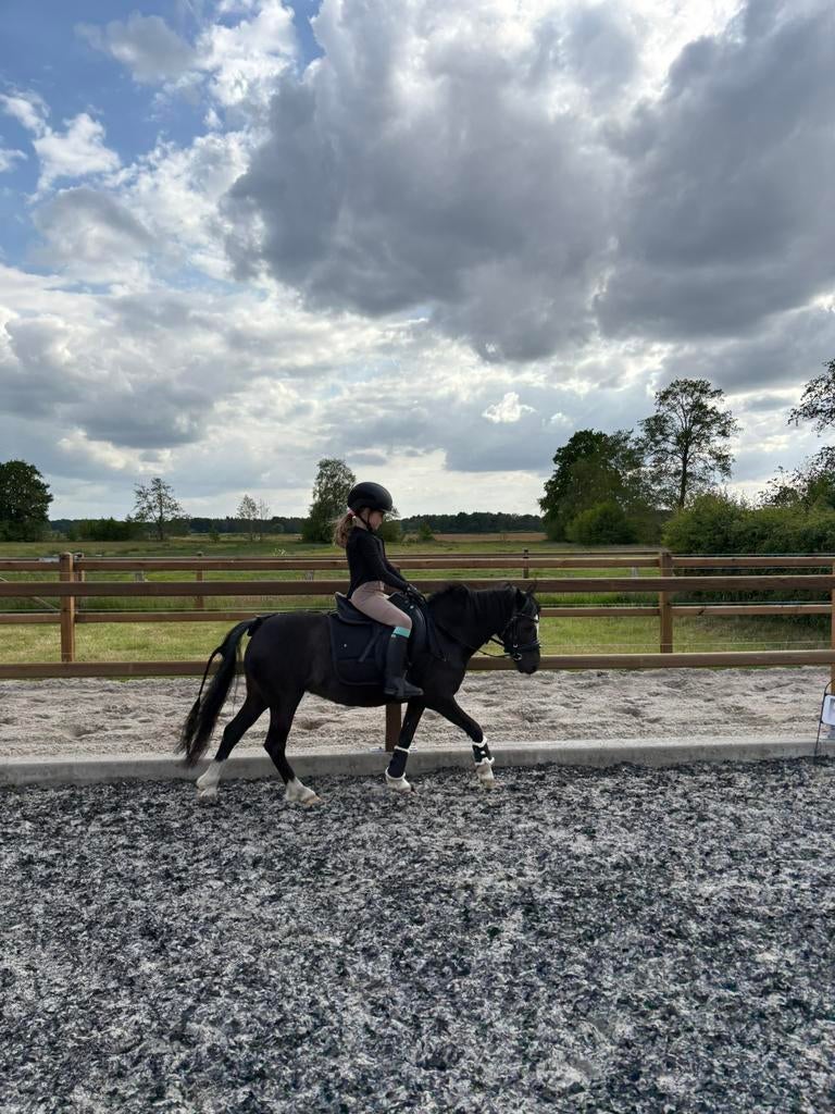 Zwarte Welsh A pony merrie, Dieren en Toebehoren, Pony's, Merrie, Met stamboom, Dressuurpony, Niet van toepassing