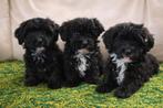Maltipoo pups, Dieren en Toebehoren, Parvo, Overige rassen, 8 tot 15 weken, Meerdere