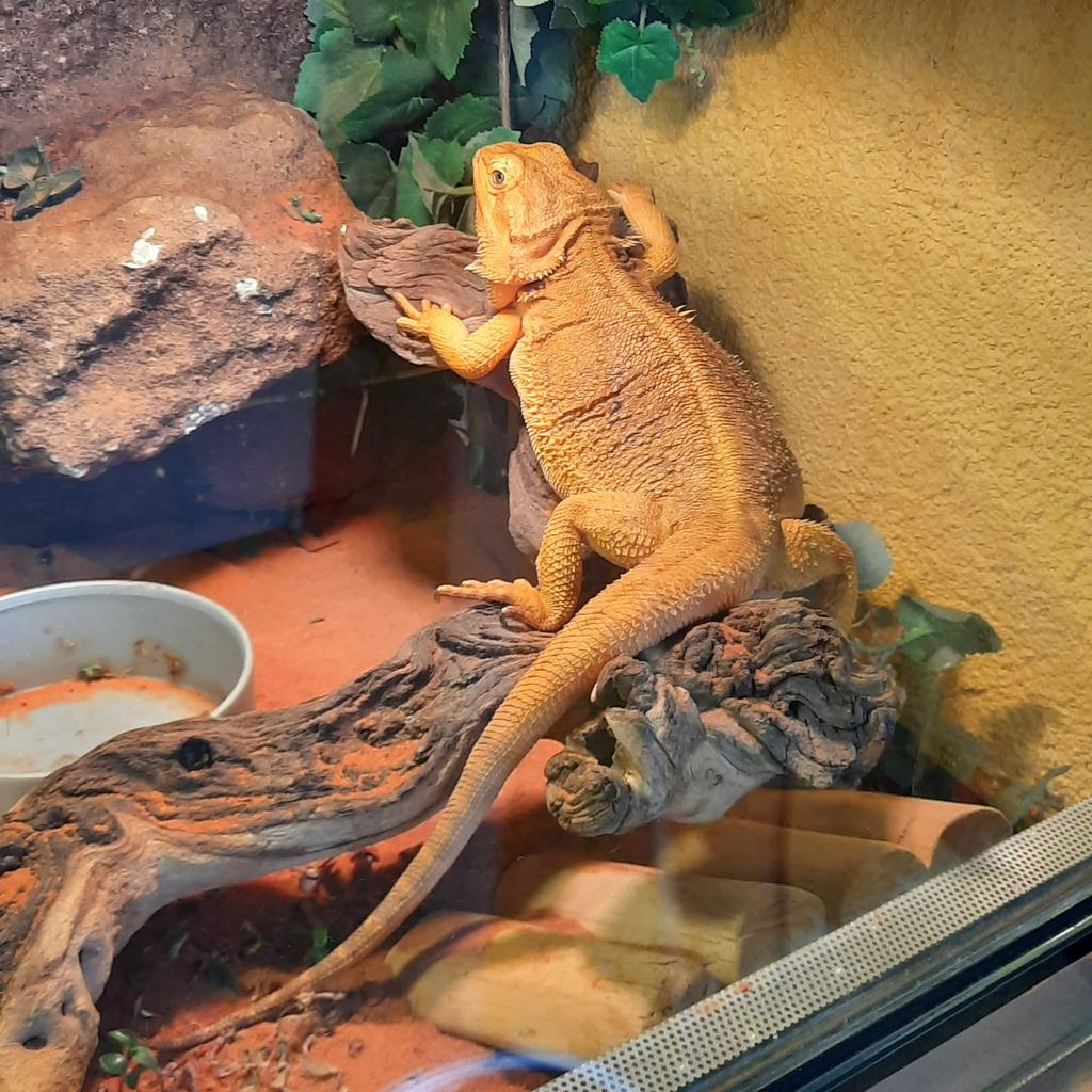 Terrarium 100x50x50, Dieren en Toebehoren, Reptielen en Amfibieën | Toebehoren, Ophalen, Gebruikt, Terrarium of Paludarium