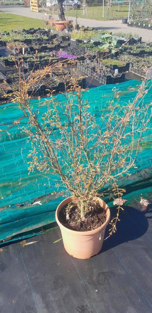 Mooie bontbladige Acer, 80-100 cm, Tuin en Terras, Planten | Tuinplanten, Ophalen, Bloeit niet, Overige soorten