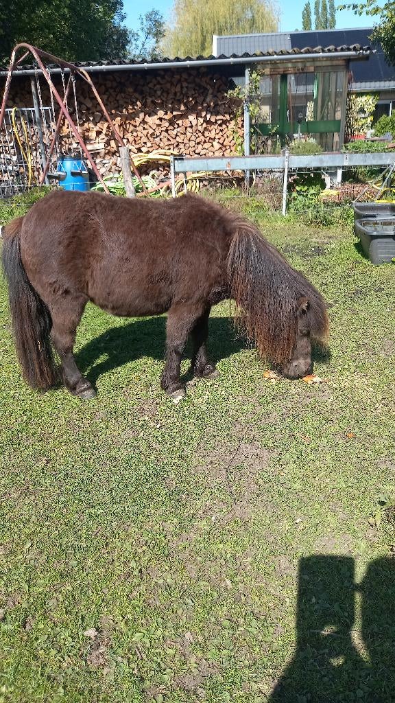 MOOIE MAK SHETJE  MERRIE KINDERPONY, Merrie