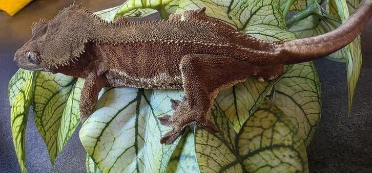 Phantom lilly White 50% het axanthic man Crested Gecko - male for sale from Michael