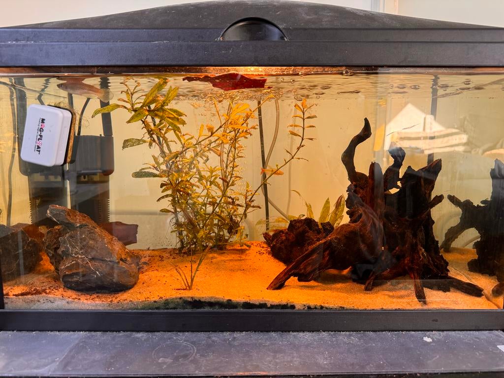 Vissen, Dieren en Toebehoren, Vissen | Aquaria en Toebehoren, Ophalen, Gevuld zoetwateraquarium