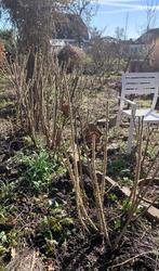 gratis wit bloeiende rozen 9 stuks, Volle zon, Vaste plant, Zomer, Ophalen