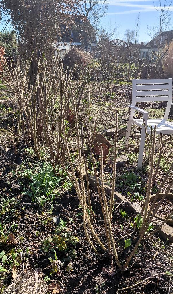 gratis wit bloeiende rozen 9 stuks, Tuin en Terras, Planten | Tuinplanten, Vaste plant, Overige soorten, Volle zon, Zomer, Ophalen