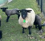 Suffolk ooi stamboek  zwoeger en scrapievrij, Vrouwelijk, Schaap