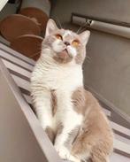 Britse korthaar poes Miwa !, Dieren en Toebehoren, Katten en Kittens | Raskatten | Korthaar, Poes, Met stamboom, 6 jaar of ouder