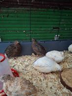 Japanse kwartel, Dieren en Toebehoren, Pluimvee, Vrouwelijk, Overige soorten