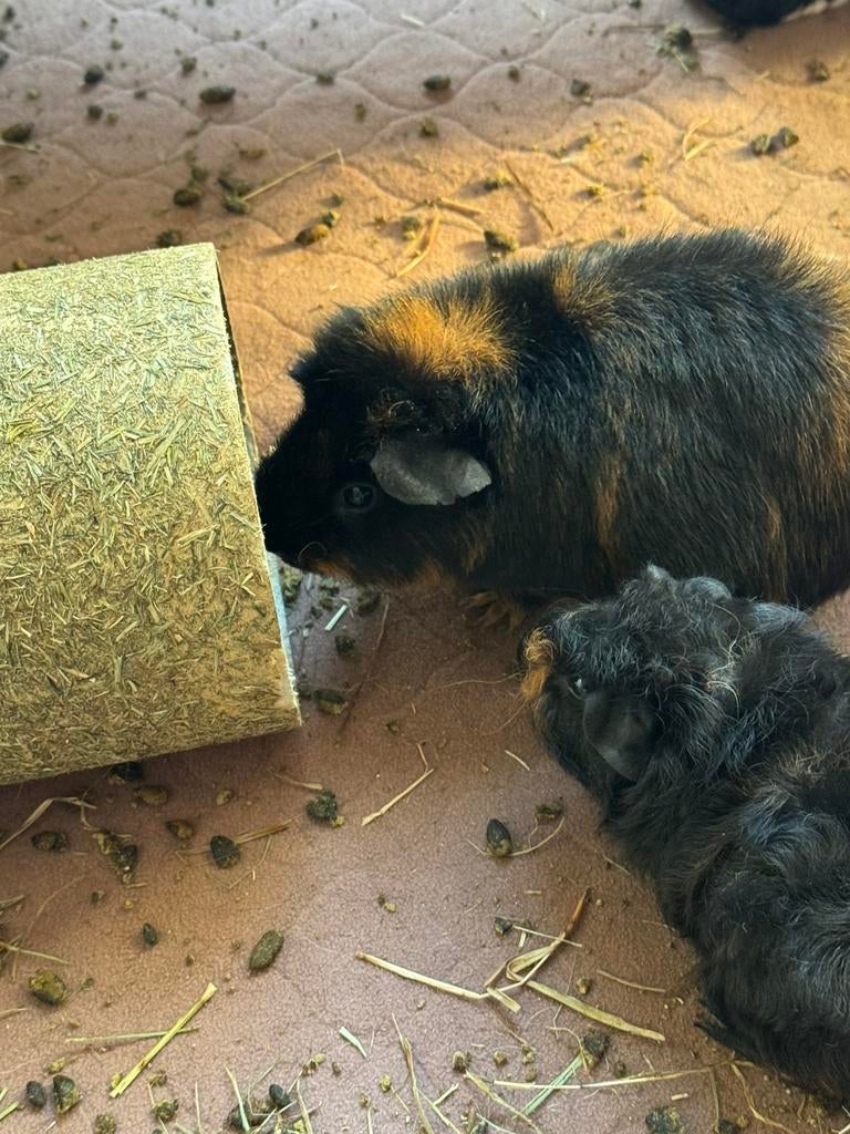 Cavia zeugje, Dieren en Toebehoren, Cavia, Juli, Vrouwelijk, Tam