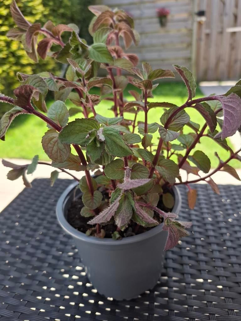 pepermuntplant, Ophalen