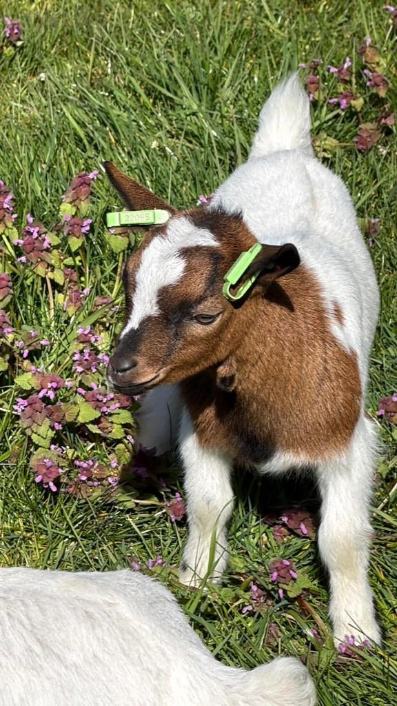 bokjes van zorgboerderij, Dieren en Toebehoren, Mannelijk, Geit, 0 tot 2 jaar