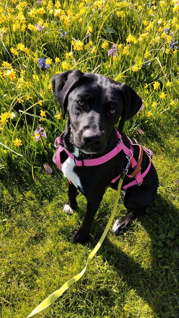 Kruising Jachthond, Dieren en Toebehoren, Honden | Niet-rashonden, Middel, Teef, Particulier, Eén hond, Nederland, 15 weken tot 1 jaar