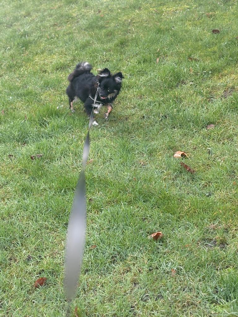 Pomeriaan, Keeshond, 15 weken tot 1 jaar, Reu, Parvo