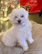 Maltezer/Maltipo pups, Dieren en Toebehoren, Maltezer, 8 tot 15 weken, Parvo, Meerdere