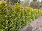 Coniferen thuja brabant circa 2.20 cm kwaliteit, Ophalen of Verzenden, Conifeer, 100 tot 250 cm
