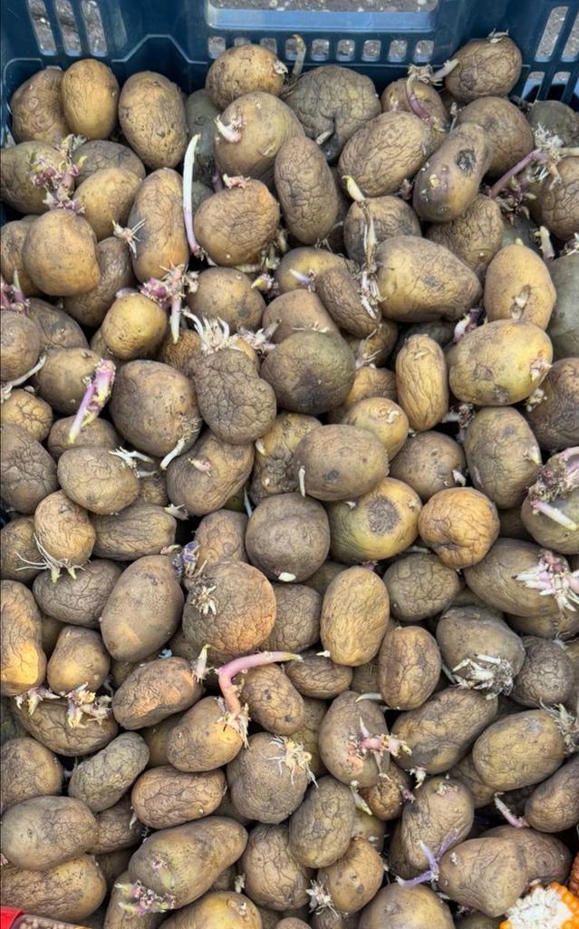 Poot aardappelen | €2,95 per kilo | totale overname; €20,-, Ophalen of Verzenden