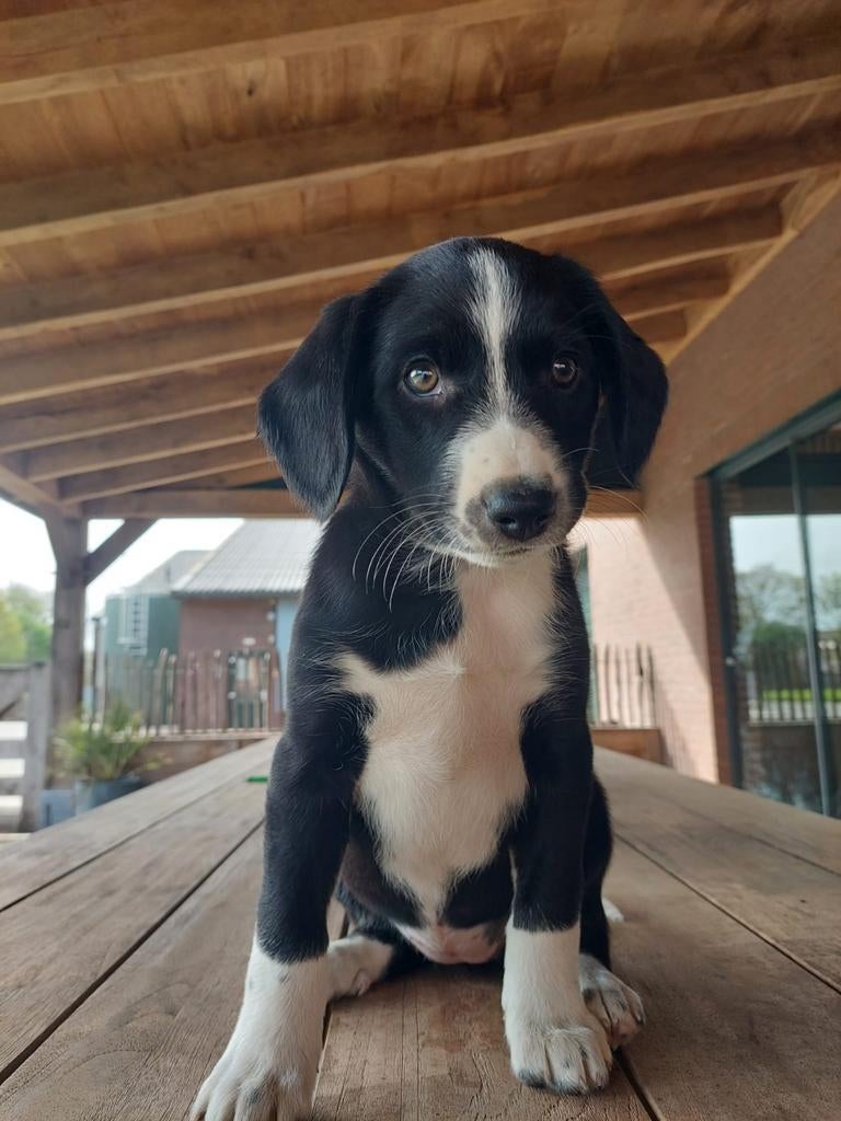 Appenzeller Pups, Dieren en Toebehoren, Honden | Niet-rashonden, Parvo, 8 tot 15 weken, Meerdere, Meerdere dieren