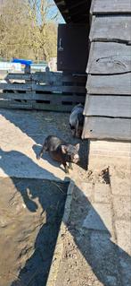 Mooi jong beertje, Dieren en Toebehoren, Mannelijk, Varken