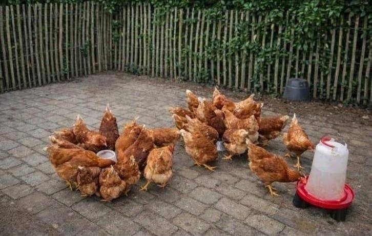 Lohman leghennen, Dieren en Toebehoren, Pluimvee, Kip, Vrouwelijk