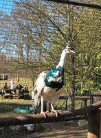 Blauwbonte pauw haan te koop, Dieren en Toebehoren, Meerdere dieren, Overige soorten