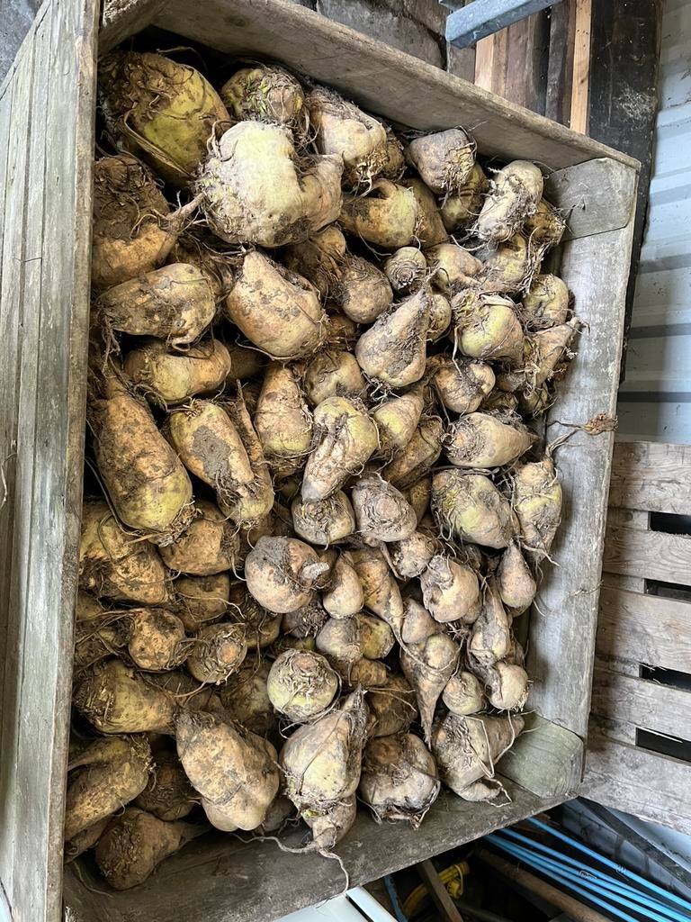 Hand gerooide voederbieten, Dieren en Toebehoren, Dierenvoeding, Ophalen of Verzenden, Vee